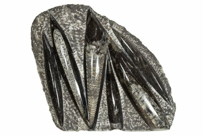 Polished Fossil Orthoceras (Cephalopod) Plate - Morocco #341447